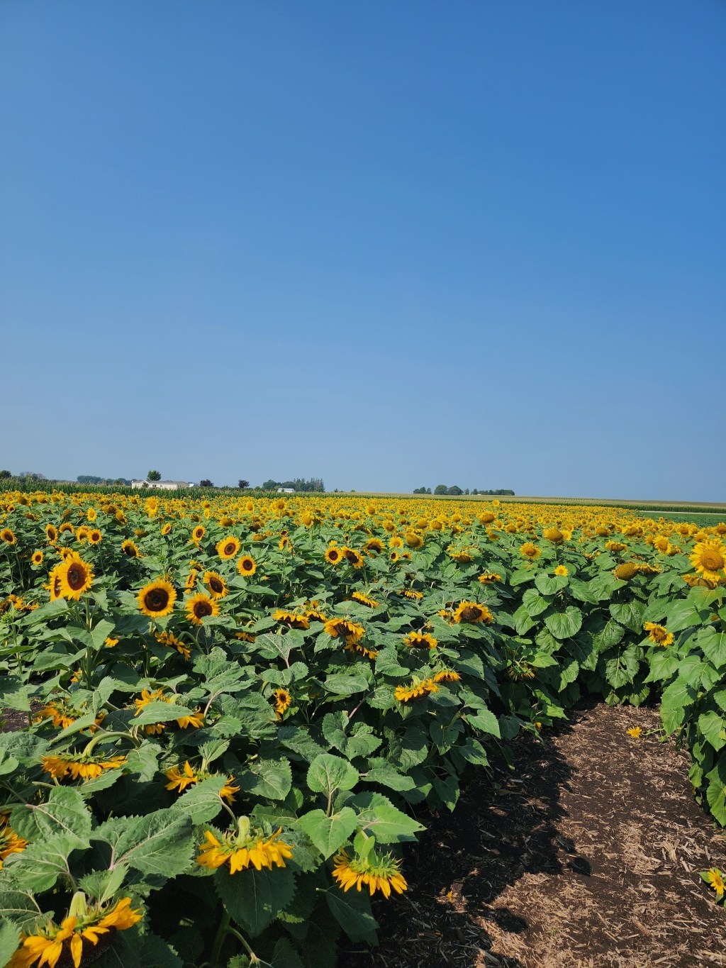 Autumn Acres Farm- Janesville,&nbsp;MN