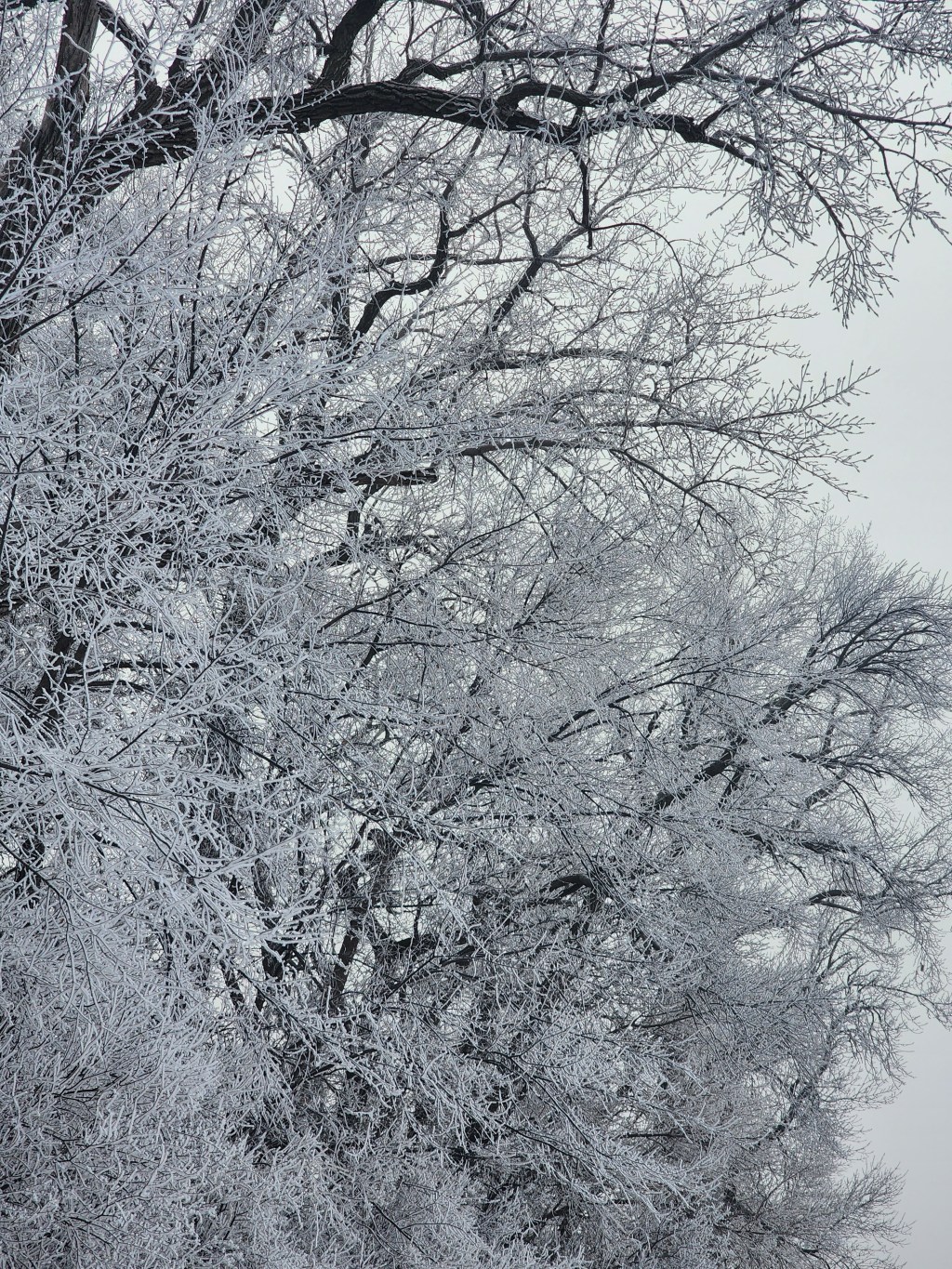 12 Free or Low-Cost things to do in the Winter with kids!