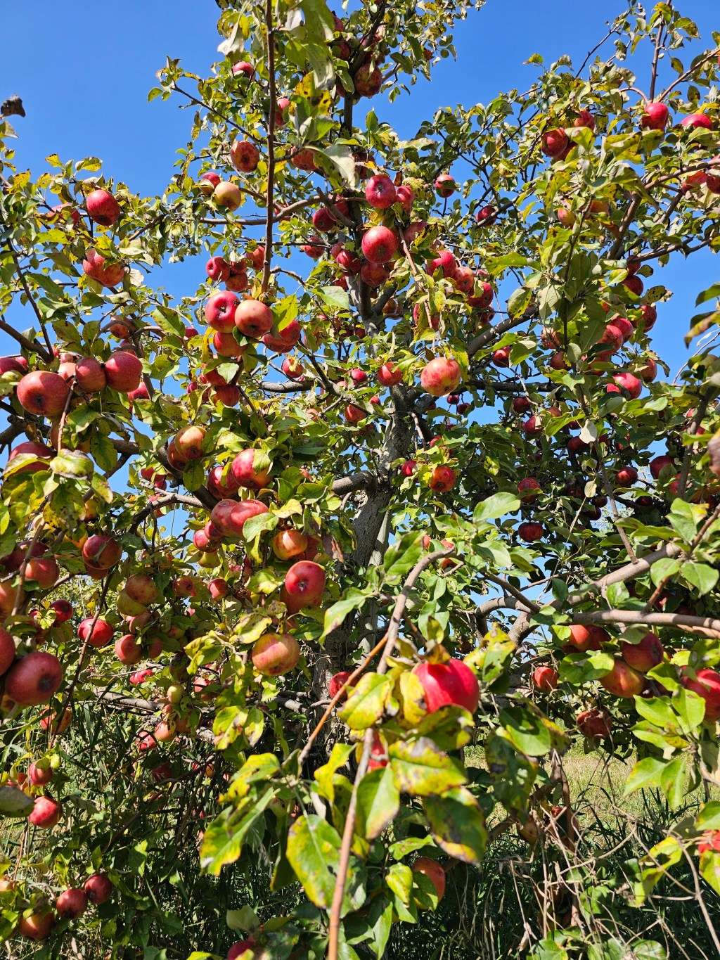 The no-frills apple orchard we all need to visit in Southern Minnesota!